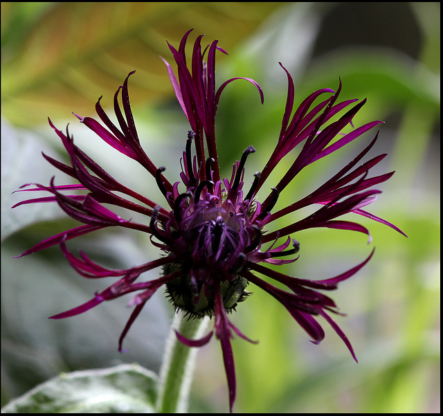 Centaurea montana Jordy (3)