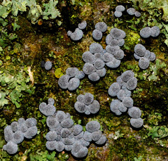 Slime Mould