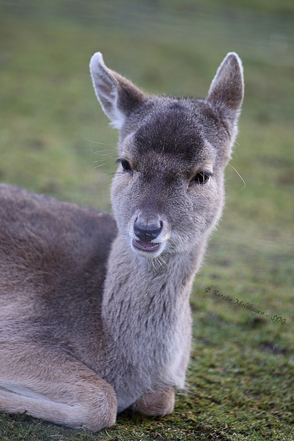 Junger Damhirsch (Wilhelma)