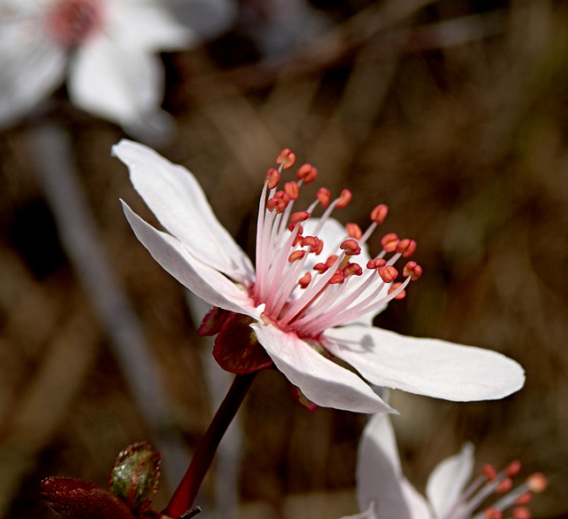 Kirschblüte