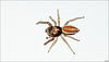 Mini araignée ( 7 ou 8 mm ) ...
