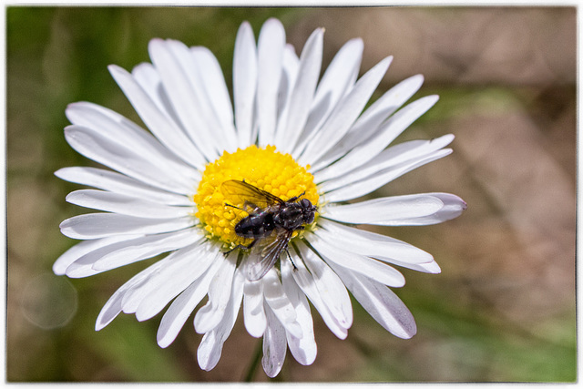 Makro Blüte