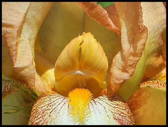 plicata beige - Copie