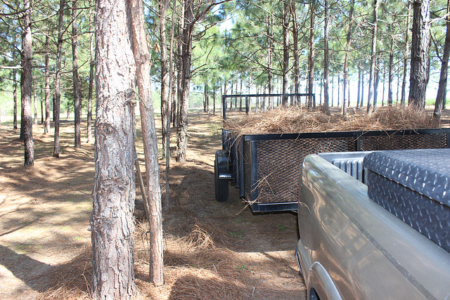 Great! this load is about ready for the yard!  gathering pine straw for our flower beds/islands :)