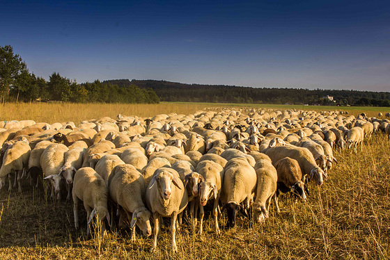 Neugierige Schafe