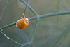 DSCF9288