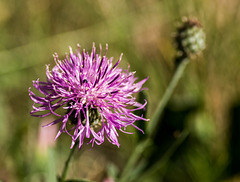 centaurée