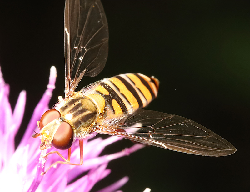 IMG 4942Hoverfly