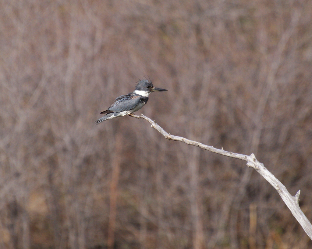 martin-pêcheur / belted kingfisher