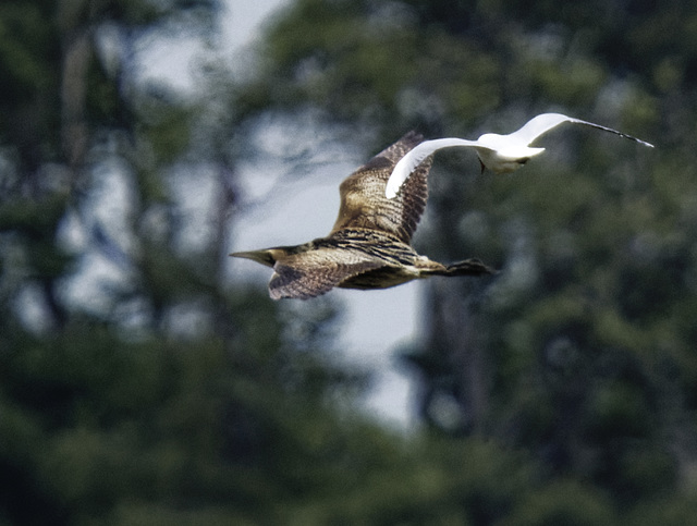 Bittern mobbed  by a gull