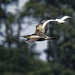 Bittern mobbed  by a gull