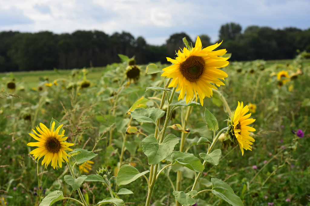 Sonnenblumen