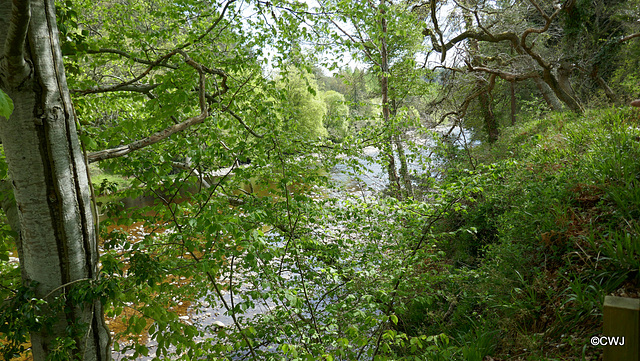 Views along the edge of the River Findhorn from the Sluie Walks' Loops on the Earl of Moray's Estate.