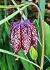 Schachbrettblume