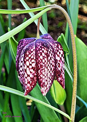 Schachbrettblume