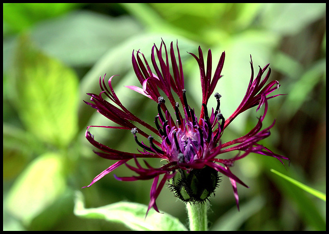 Centaurea montana Jordy