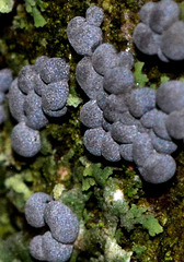 Slime Mould