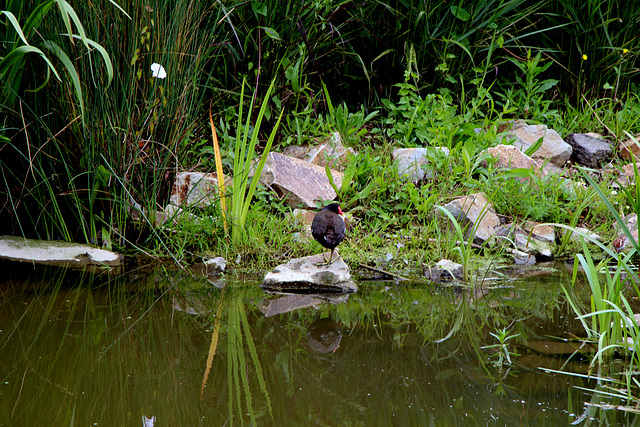 poule d'eau