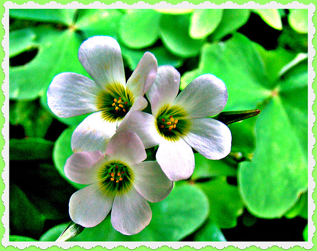 Oxalis.