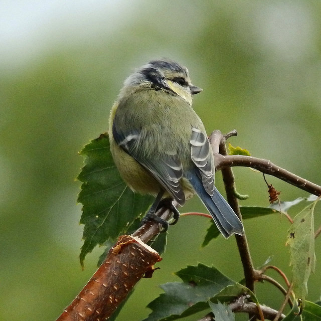 Bird in the Birch