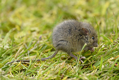 Apodemus sylvaticus, Iceland  DSC3313