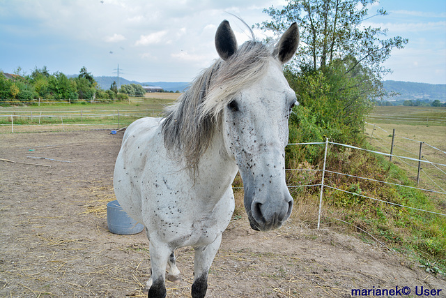 White Horse