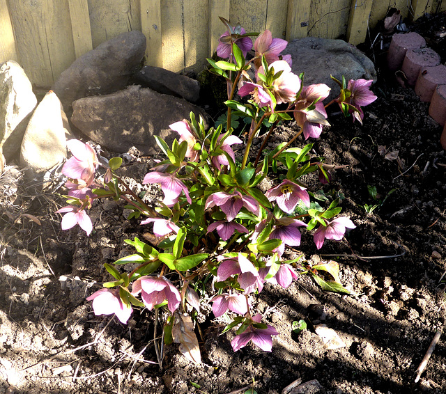 Christrose - Helleborus rosa