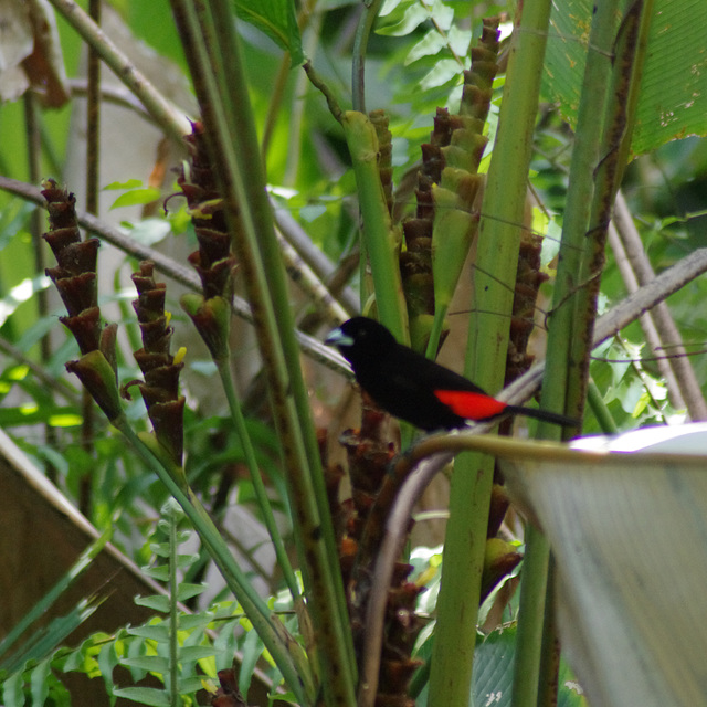 Scarlet-rumped Tanager (male, blurred)
