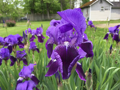 IMG 4376