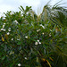 Polynésie Française, Bora Bora, White Flowers of Plumeria (Frangipani)