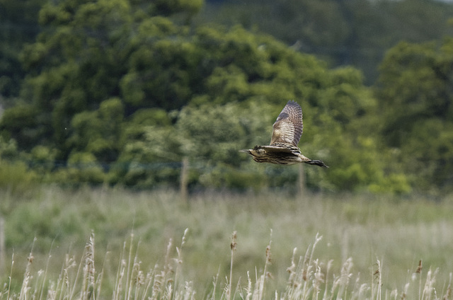 Bittern in flight