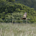 Bittern in flight