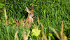 A fawn in tall grass