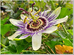 La dernière fleur de la passiflore