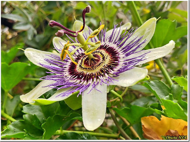 La dernière fleur de la passiflore