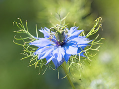 Nigella (aka Love-in-a-Mist)