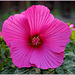 Happy colour Flower