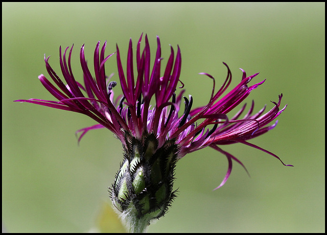 Centaurea montana 'Jordy