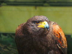 Harris hawk