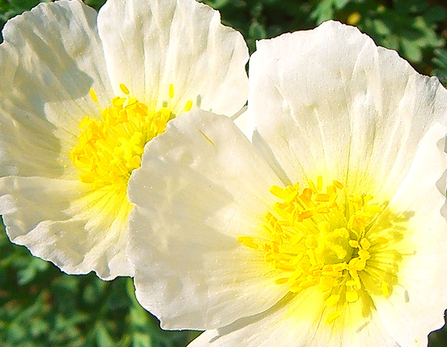 Alpenmohn