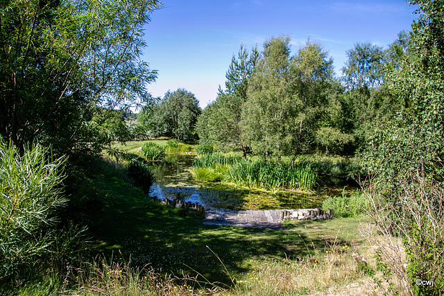 With no rain now for the past three weeks and the hottest June in forty years, the pond area looks more like an oasis than a pond garden!