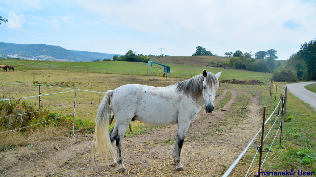 White Horse