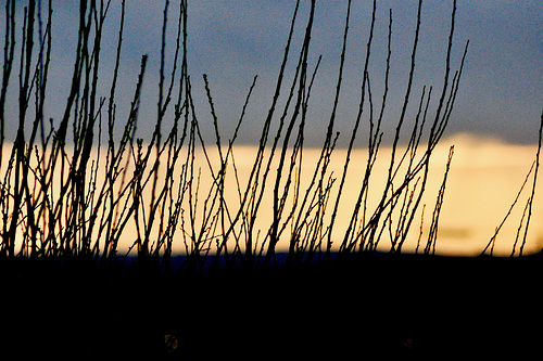 Treetop Against Sunset