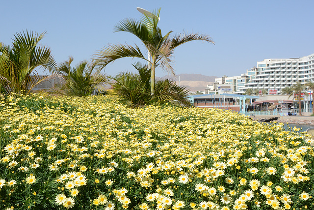 Israel, Eilat, The Sea of Flowers