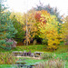 Autumn colours by the pond