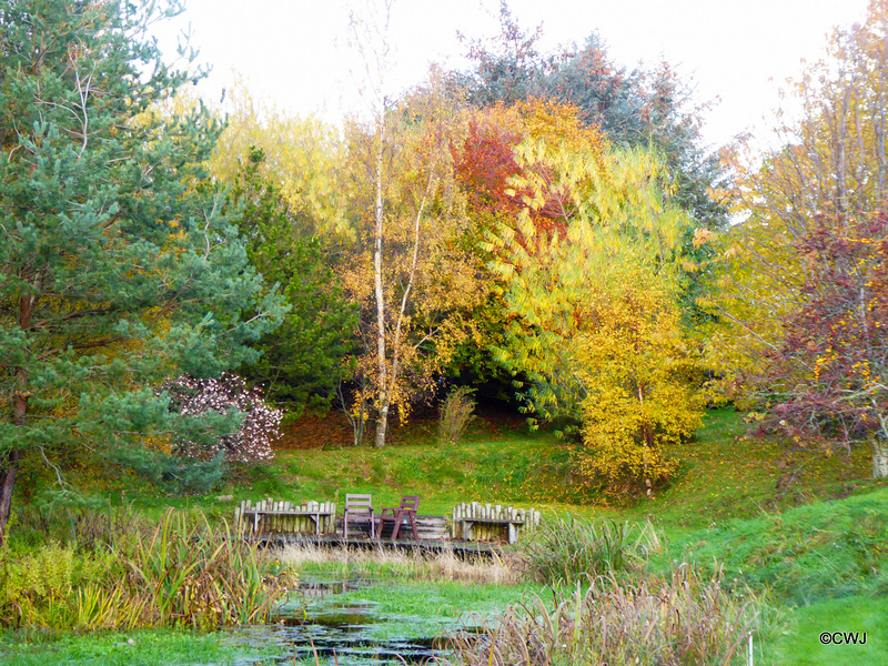 Autumn colours by the pond