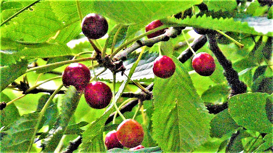 The cherries are ripening well, but the birds ignore these for some reason