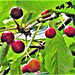 The cherries are ripening well, but the birds ignore these for some reason The cherries are ripening well, but the birds ignore these for some reason