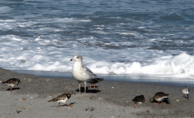 Birds By The Sea