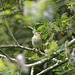 Chiffchaff